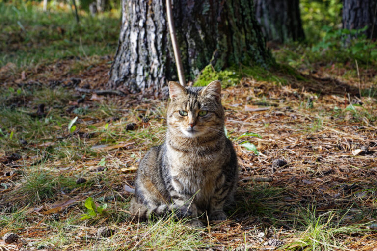 кот